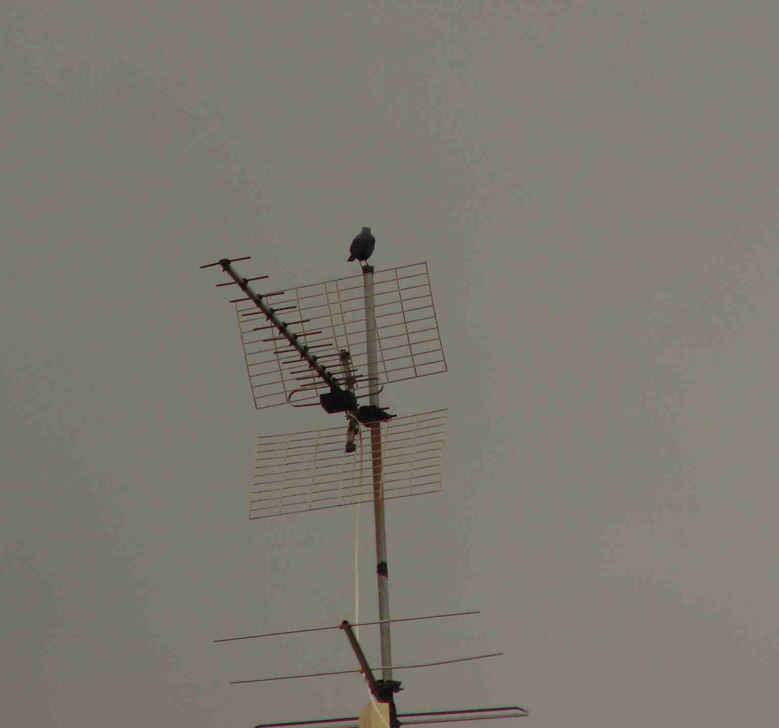 Passero solitario Monticola solitarius